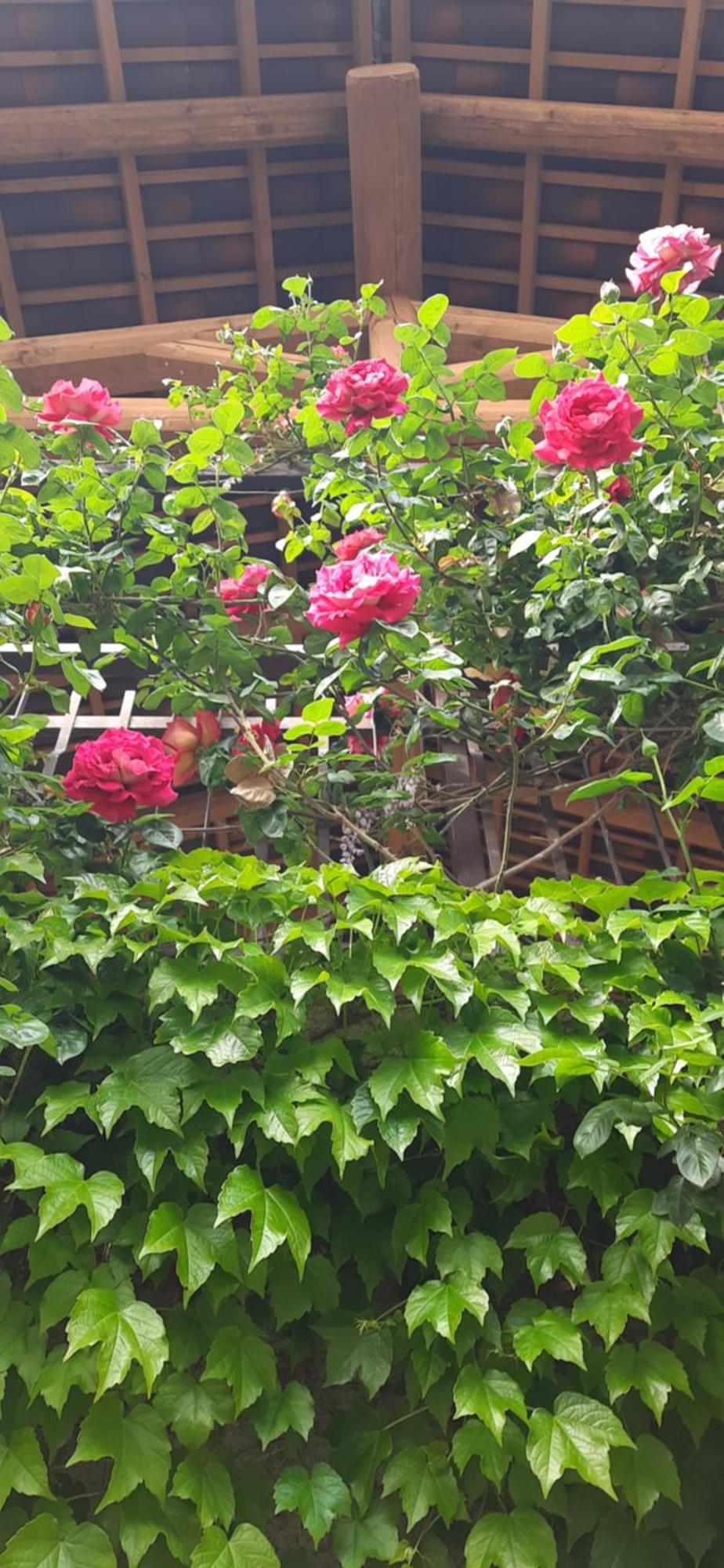 Il Giardino Del Gallo Cherasco Exteriör bild