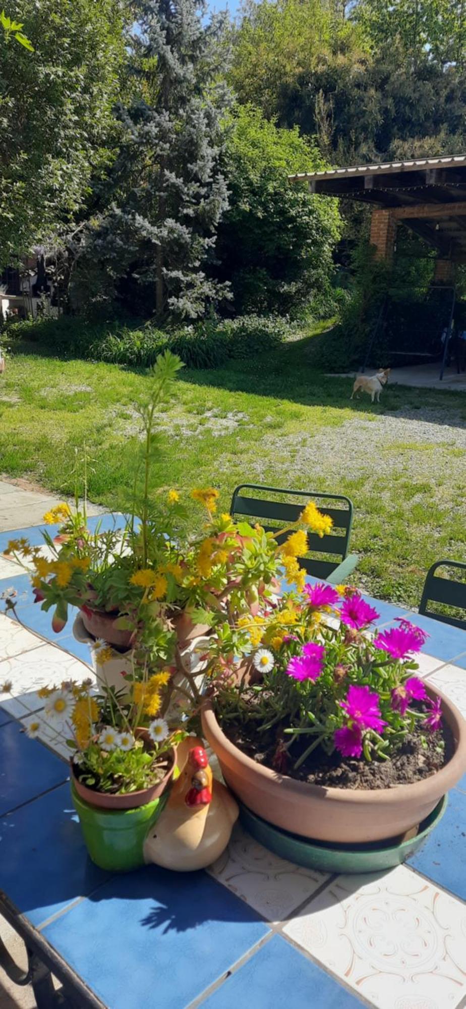 Il Giardino Del Gallo Cherasco Exteriör bild