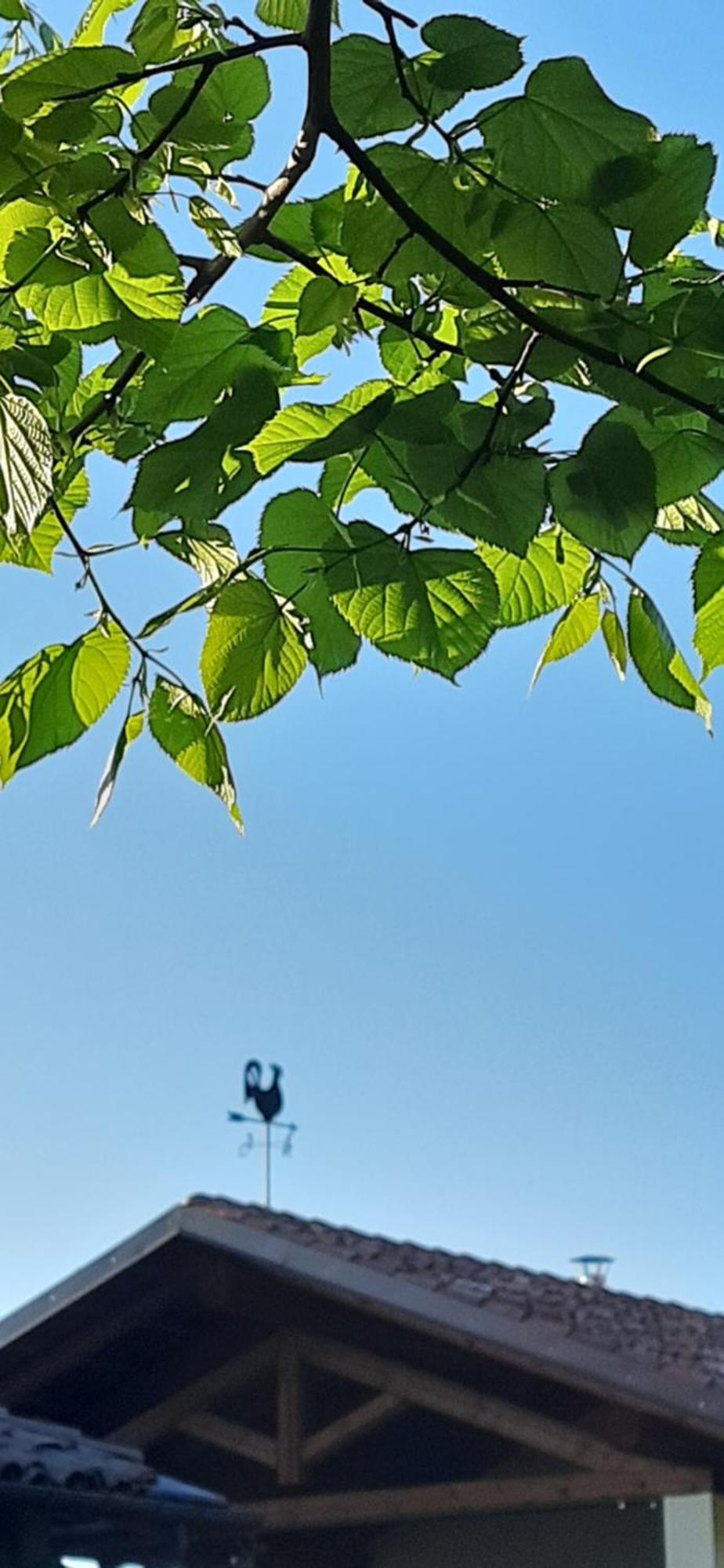Il Giardino Del Gallo Cherasco Exteriör bild