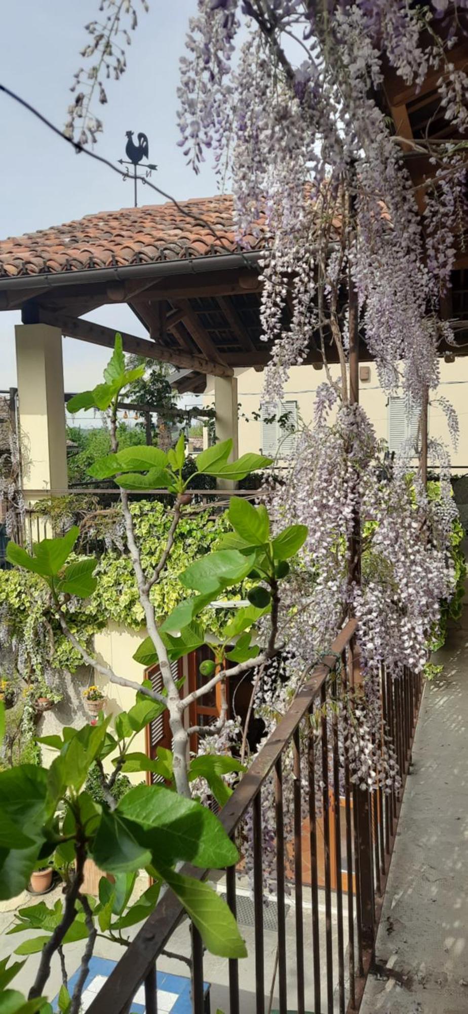 Il Giardino Del Gallo Cherasco Exteriör bild